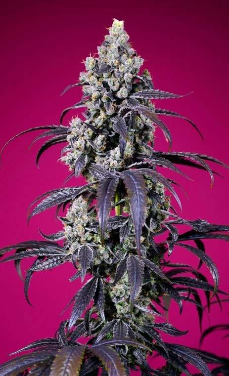 Tropicanna Cherry XL Auto - Sweet Seeds