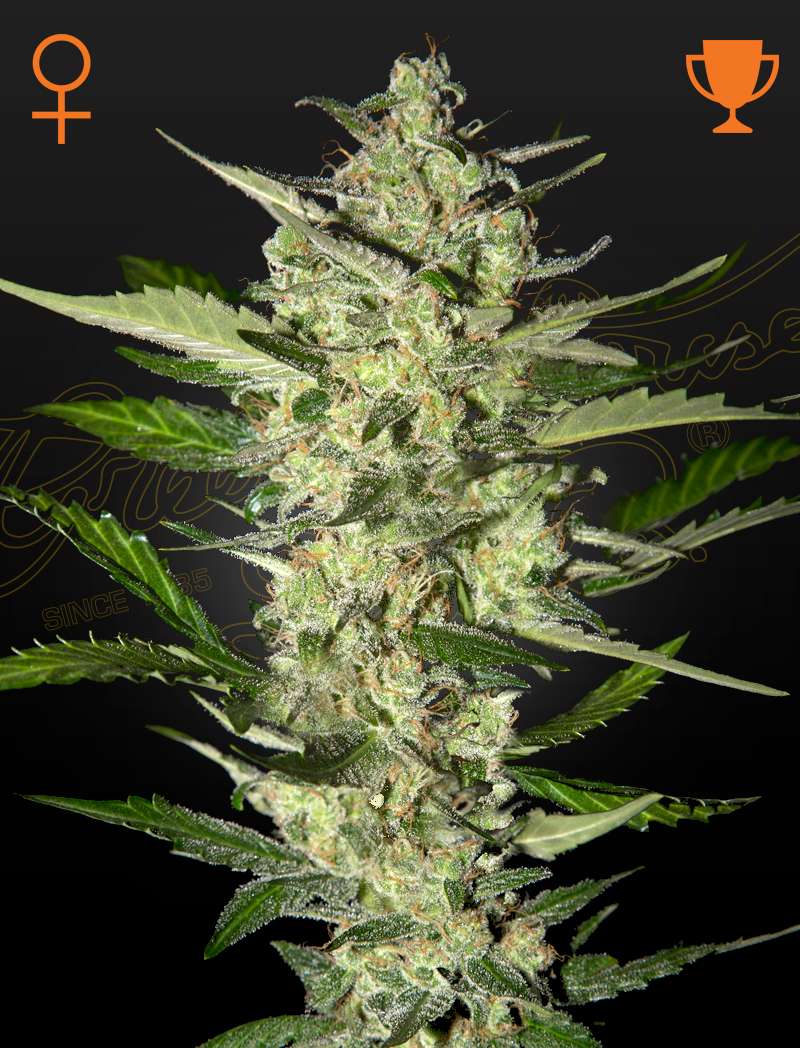 Flowerbomb Kush - Green House Seeds