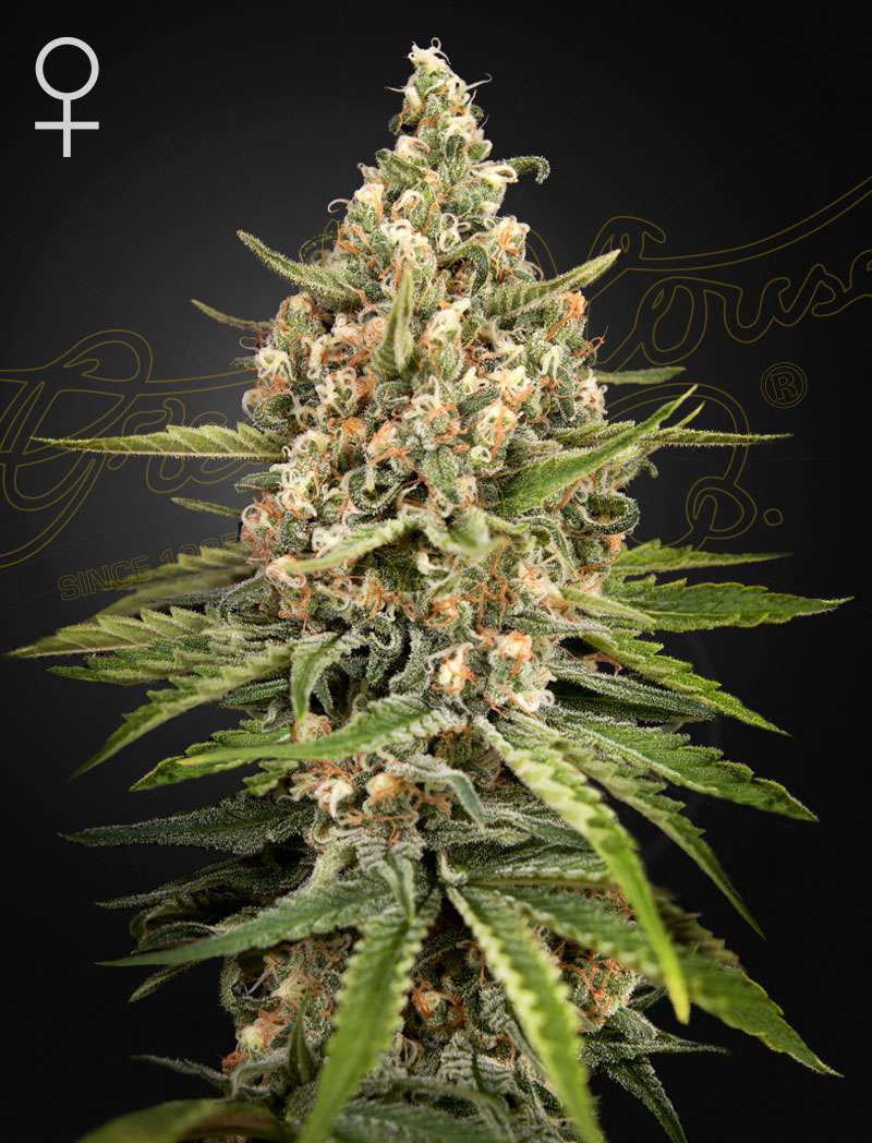Bubba Slush - Green House Seeds