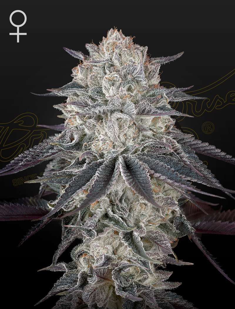 Franco's Fullgas! - Green House Seeds