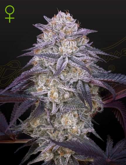 King's Juice Auto - Green House Seeds