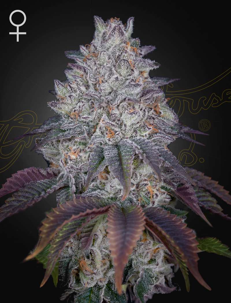 King’s Tart - Green House Seeds