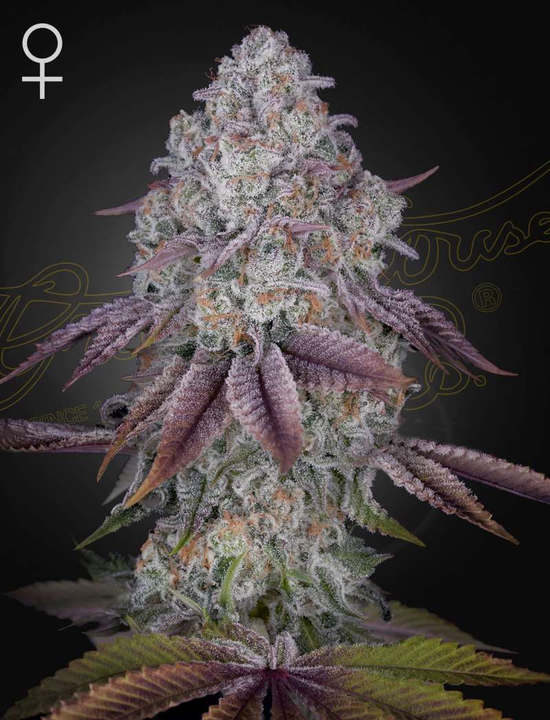 Persian pie - Green House Seeds