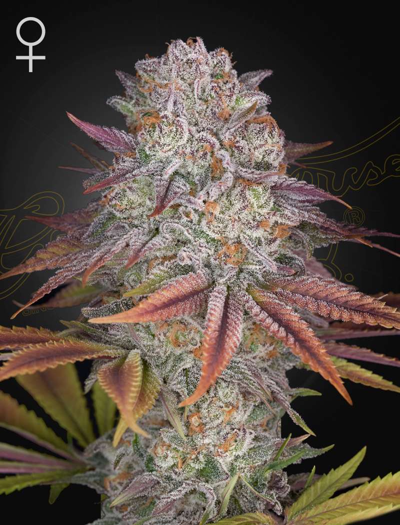 Pulp Friction - Green House Seeds
