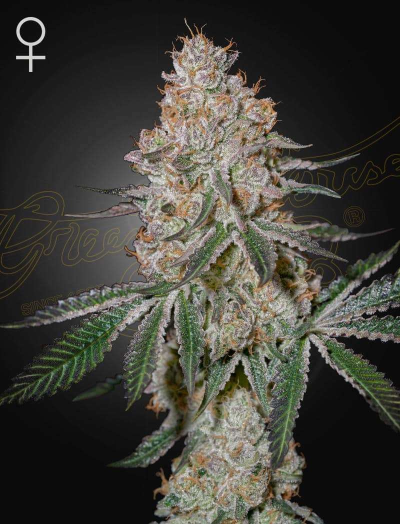 HighCloudZ - Green House Seeds