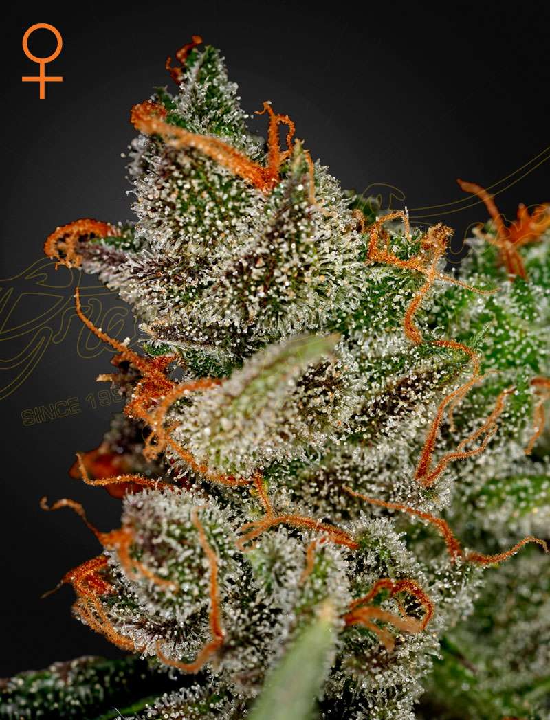 King's Kush (Feminised) - Green House Seeds