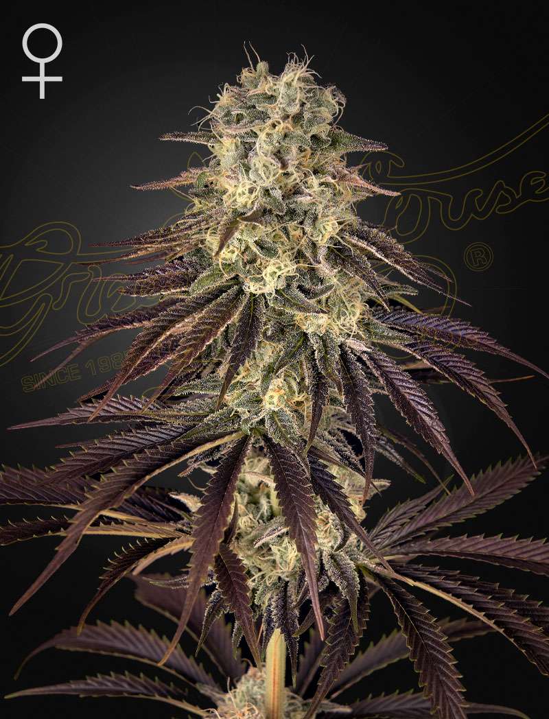 Kong's Krush - Green House Seeds