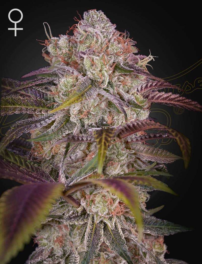 Gran Jefa - Green House Seeds