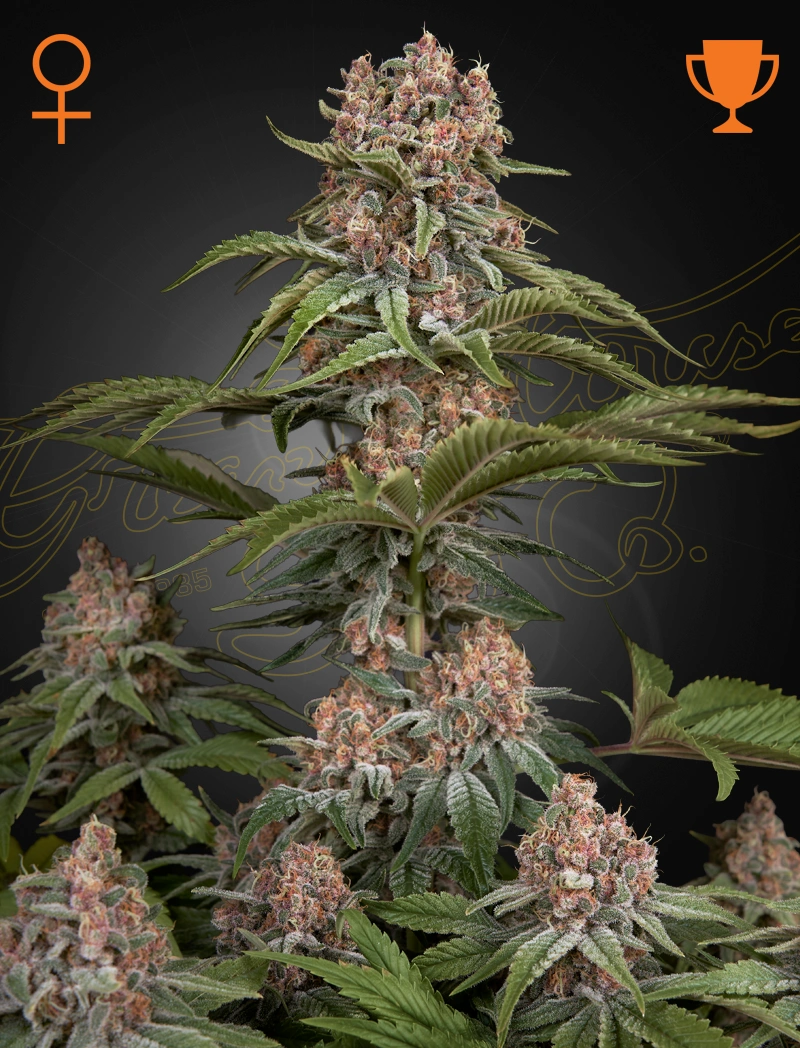 Pure Kush (Feminised) - Green House Seeds