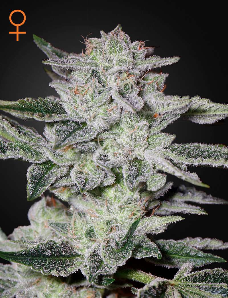 Sweet Valley Kush (Feminised) - Green House Seeds