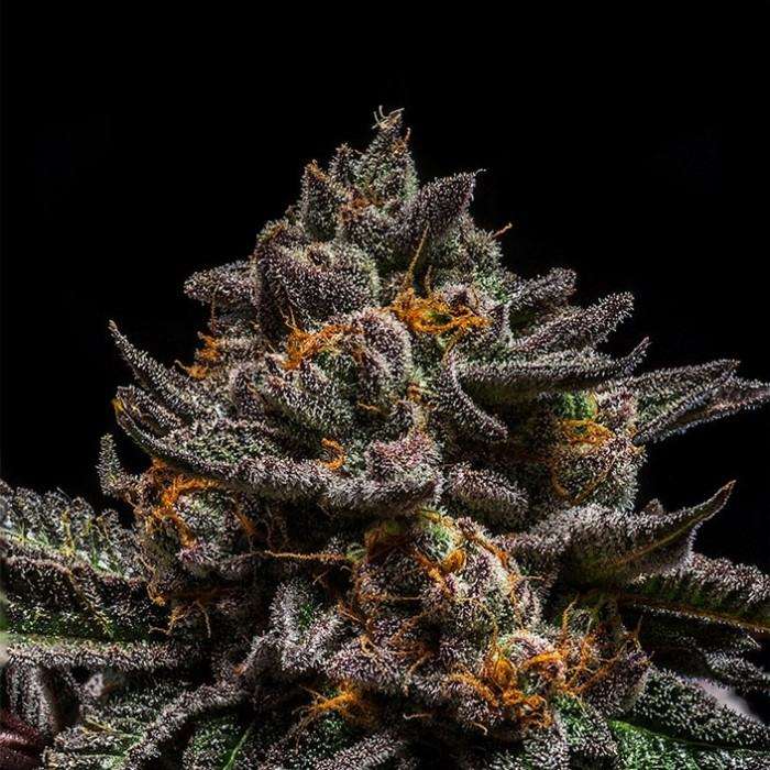 BRAIN CAKE Feminized Cannabis Seeds - Ripper Seeds