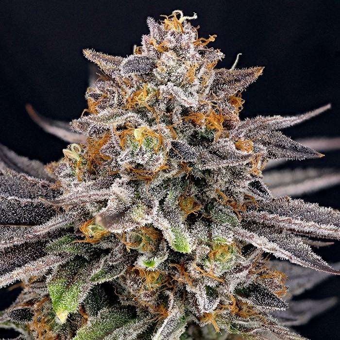 CandyGaz Feminized Marijuana Seeds - Ripper Seeds