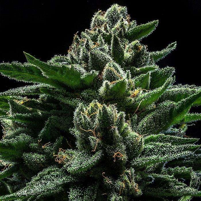 DO-G Feminized Cannabis Seeds - Ripper Seeds