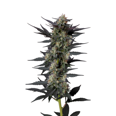 Gello Z Auto - Growers Choice