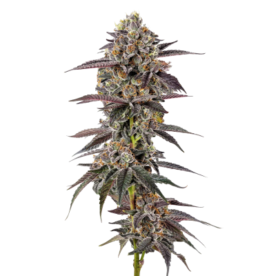 Lemon Cherry Mochi Auto - Growers Choice