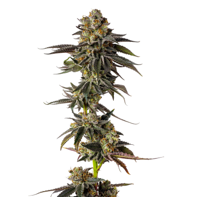 Toad Poison Auto - Growers Choice