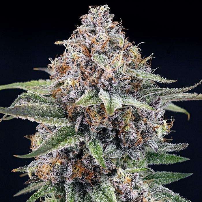 EyeBallz Feminized Marijuana Seeds - Ripper Seeds