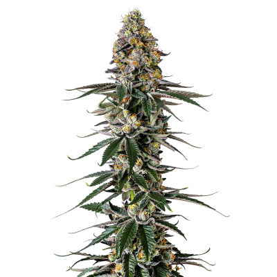 Milkshake Nerdz - Growers Choice