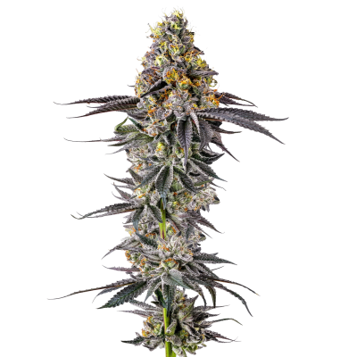 Lobster Butter Auto - Growers Choice