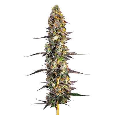 Unicorn Wagyu Auto - Growers Choice