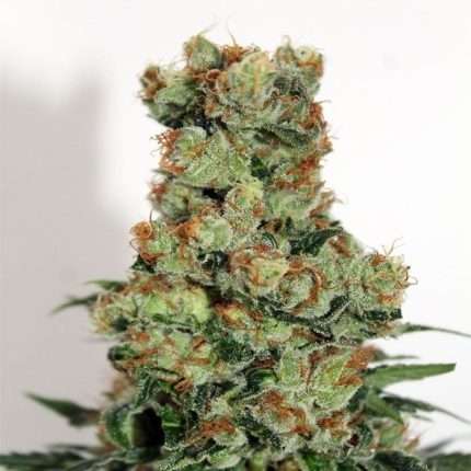 RIPPER BADAZZ Regular Cannabis Seeds - Ripper Seeds