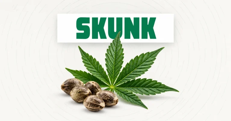 SKUNK con semi e foglia: storia della genetica Skunk a Catania
